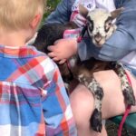 child and adult admiring a lamb
