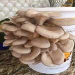 mushrooms