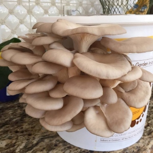 mushrooms
