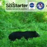 image of scistarter trail cam photo of a black bear