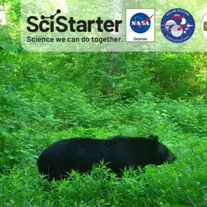 image of scistarter trail cam photo of a black bear