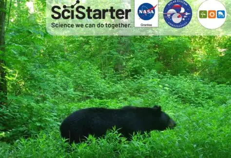 image of scistarter trail cam photo of a black bear