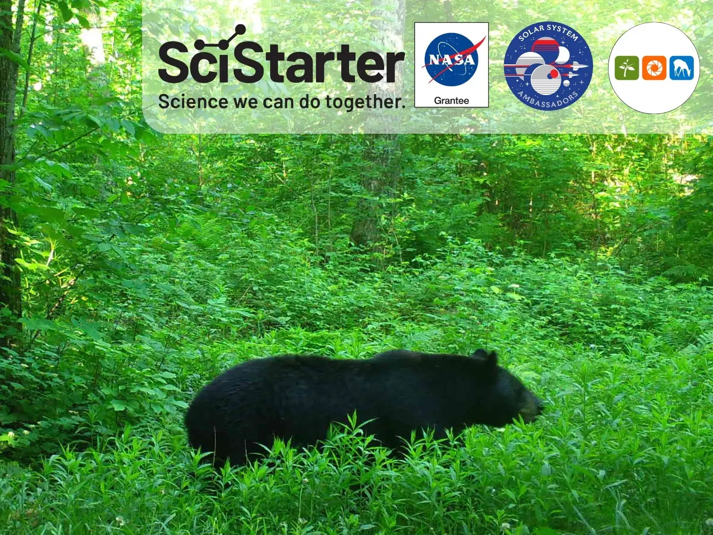 image of scistarter trail cam photo of a black bear