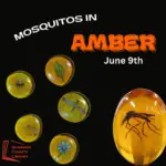 Black background with image of mosquito trapped in hardened amber. Five glass covered mini drawings in amber along side it. Text says, "Mosquitos in Amber, June 9th"
