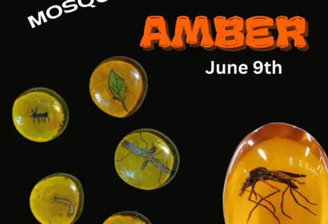 Black background with image of mosquito trapped in hardened amber. Five glass covered mini drawings in amber along side it. Text says, "Mosquitos in Amber, June 9th"
