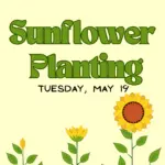 Light yellow background with 3 sunflowers and green text that reads Sunflower Planting Tuesday, May 19.