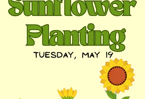 Light yellow background with 3 sunflowers and green text that reads Sunflower Planting Tuesday, May 19.
