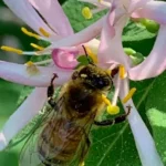 Photo of honeybee on a pink blossom