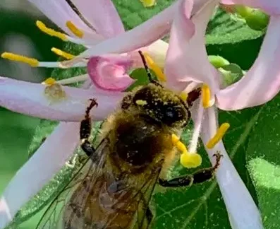 Photo of honeybee on a pink blossom