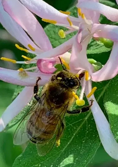 Photo of honeybee on a pink blossom