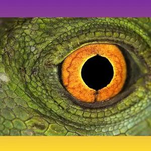 Close-up of a dinosaur's eye with a yellow-orange iris & green scaly skin, links to more information