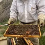 Photo of beekeeper holding a frame of honeybees