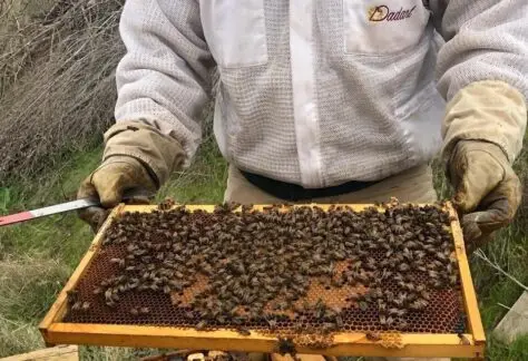 Photo of beekeeper holding a frame of honeybees