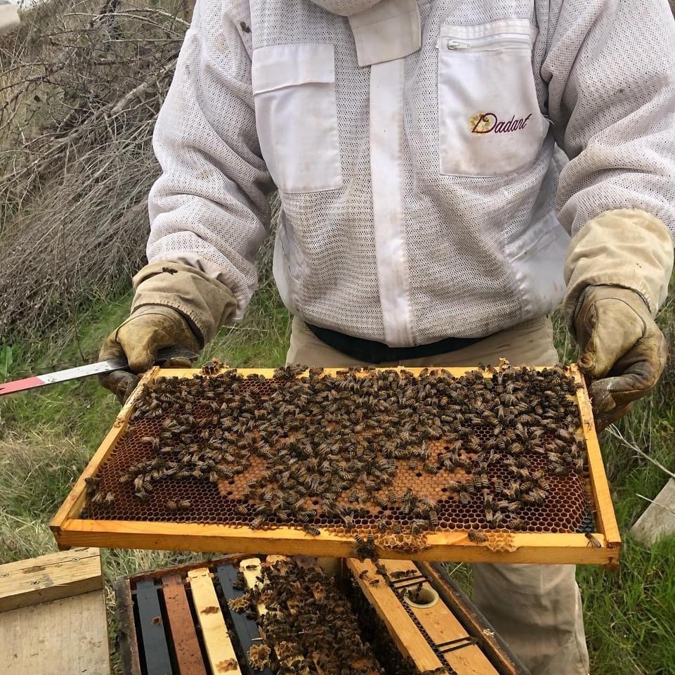 Photo of beekeeper holding a frame of honeybees