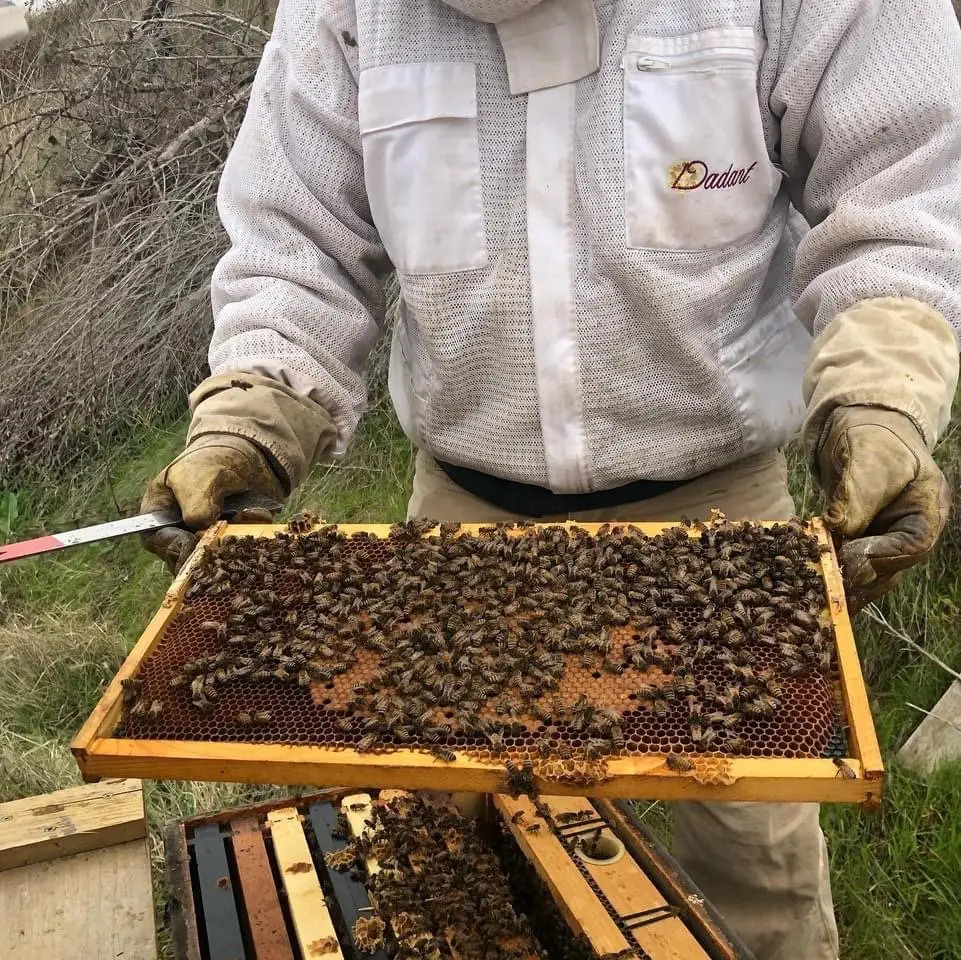 Photo of beekeeper holding a frame of honeybees