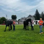 People handling two black horses on a grassy field near houses, links to more information