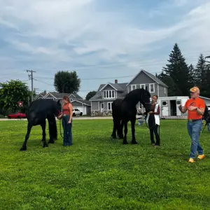 People handling two black horses on a grassy field near houses, links to more information