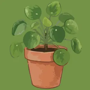 Illustration of a potted plant with round green leaves in a terracotta pot, links to more information