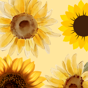 Four sunflowers in various styles against a yellow background, links to more information